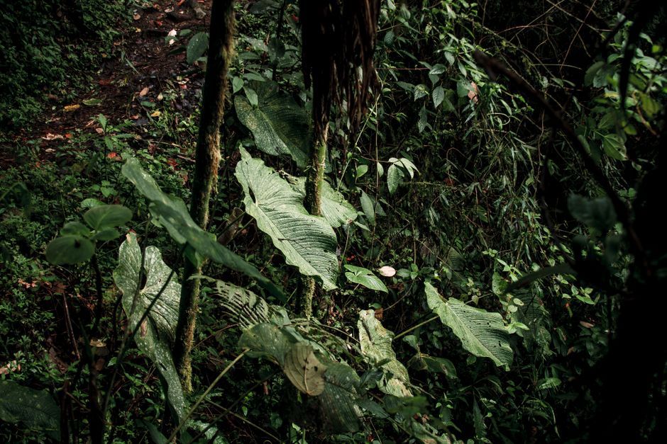 Ecuador tropical forest timber refuge interior