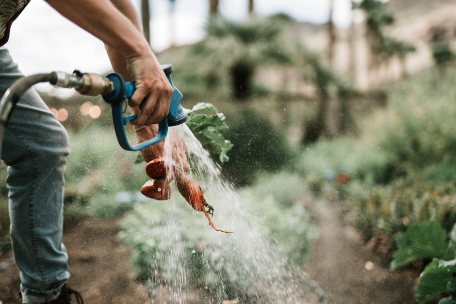 harvesting vegetables organic garden