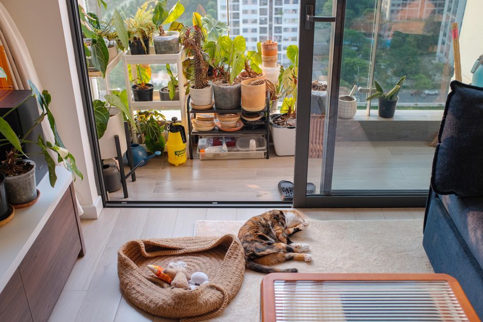 dog cat rental apartment living