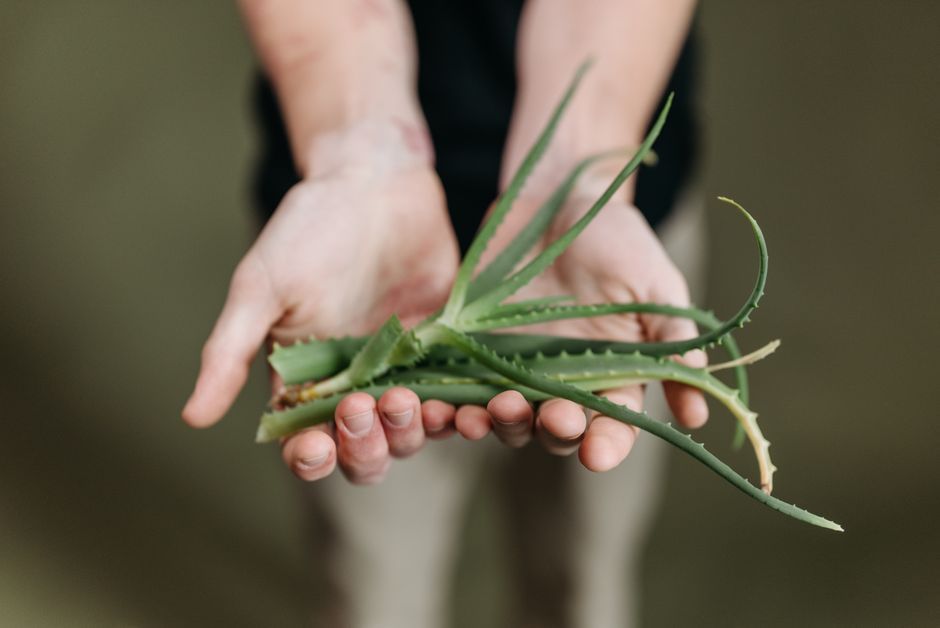 fresh aloe vera gel slice