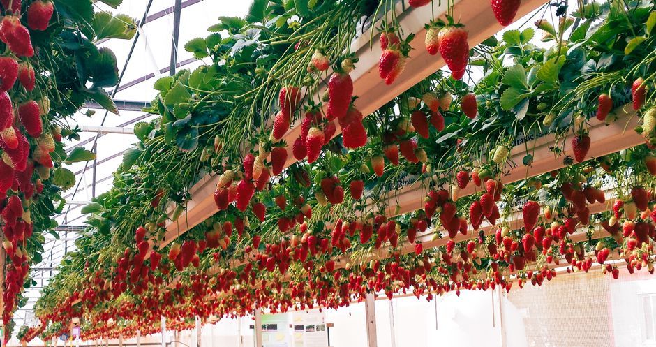 modern strawberry greenhouse hydroponics