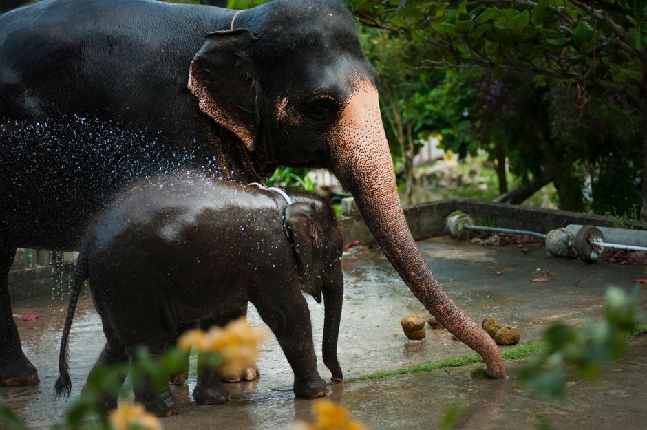 veterinary care baby elephant wildlife
