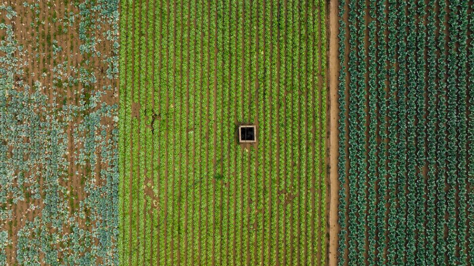 withered vegetable crops field