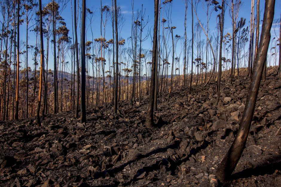 Wales upland burnt landscape charred ground