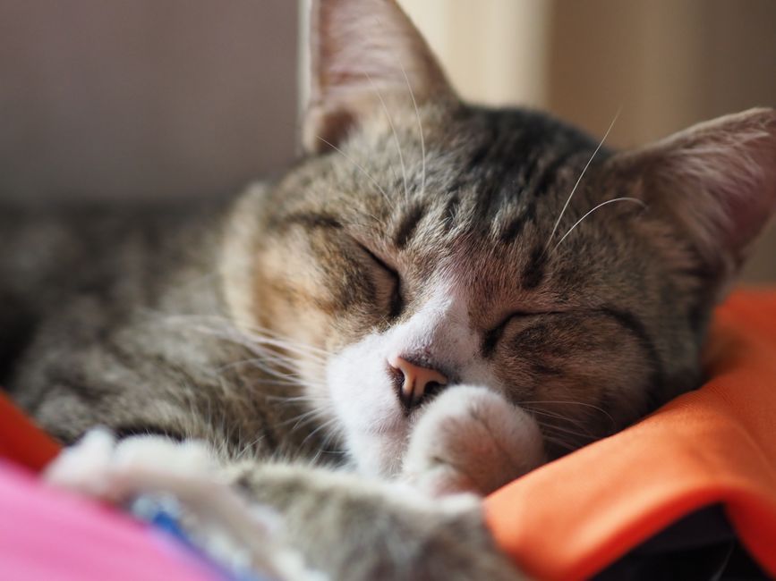 cute cat sleeping high place Thailand