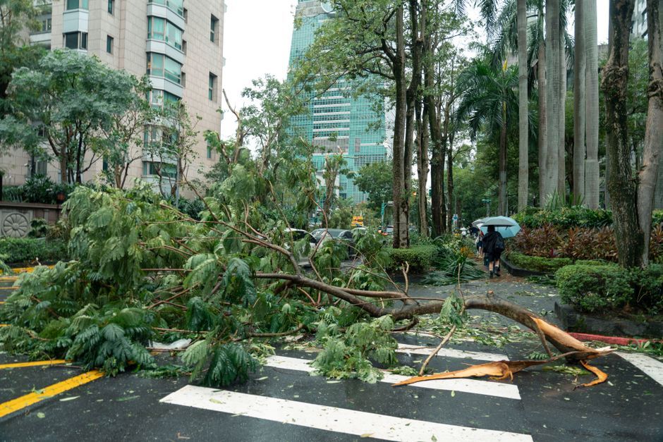 Japan damaged street fallen trees storm