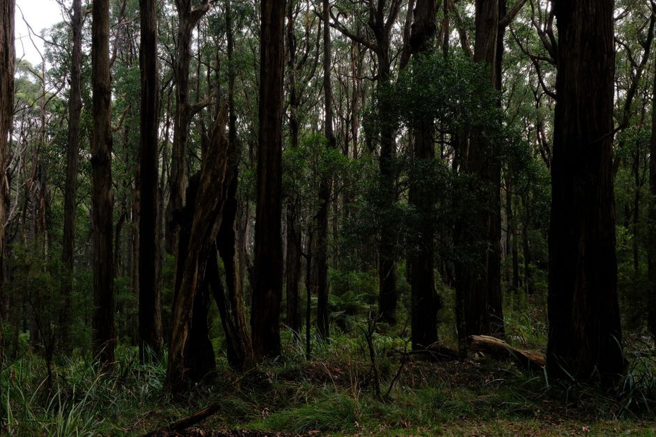 Australia eucalyptus woodland conservation area