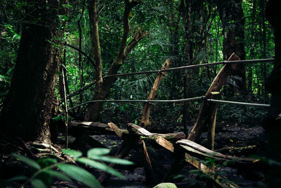 Thailand deep forest nature trail