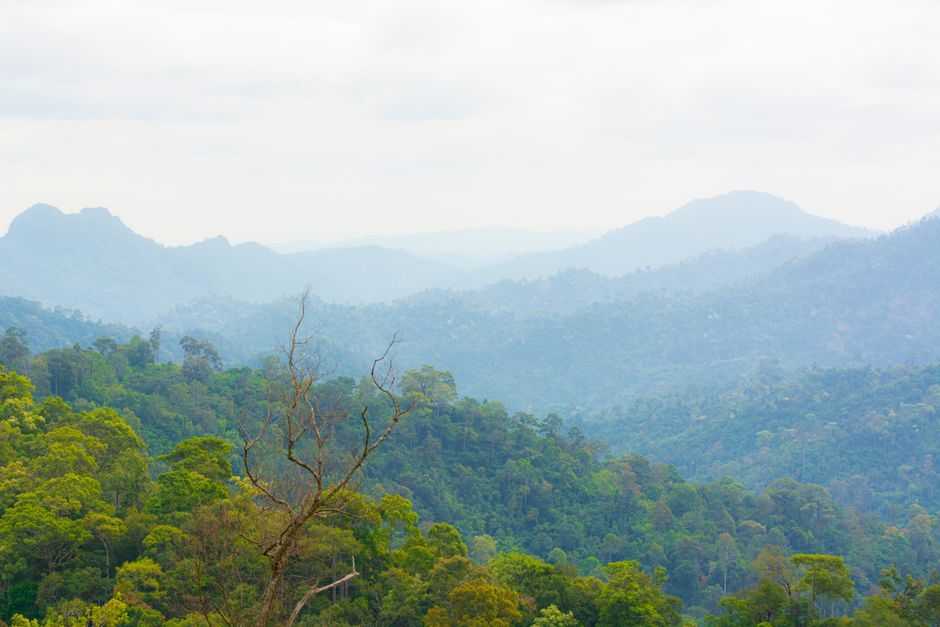 Thailand wildlife sanctuary forest landscape