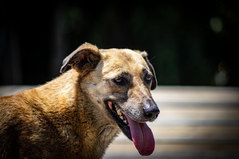 Canis lupus familiaris animal behavior