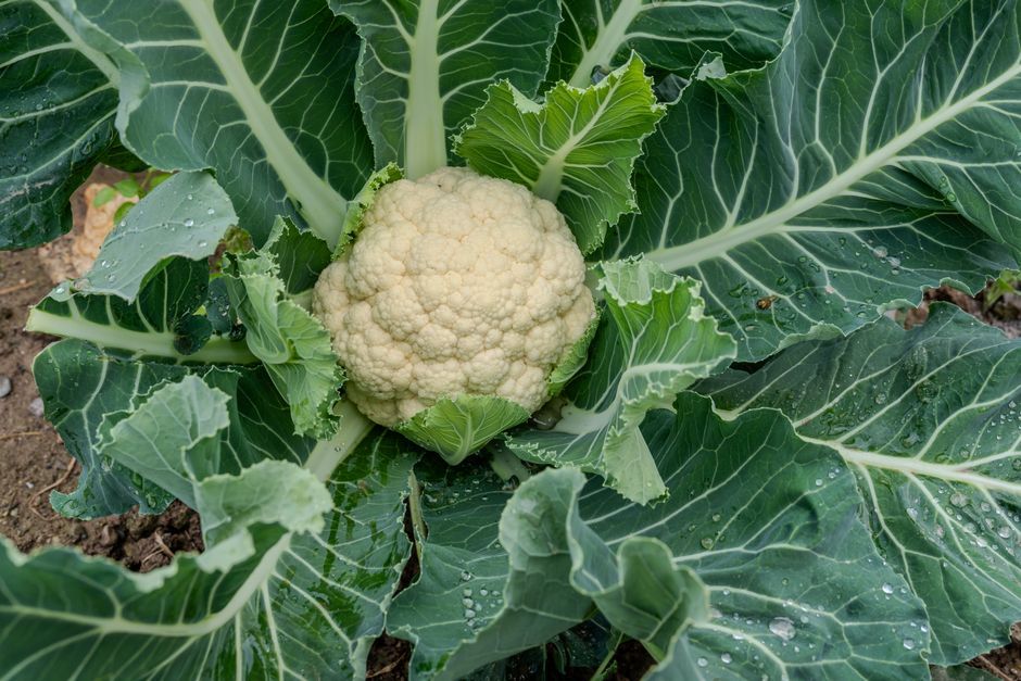 wonky misshapen cauliflower vegetable UK farm