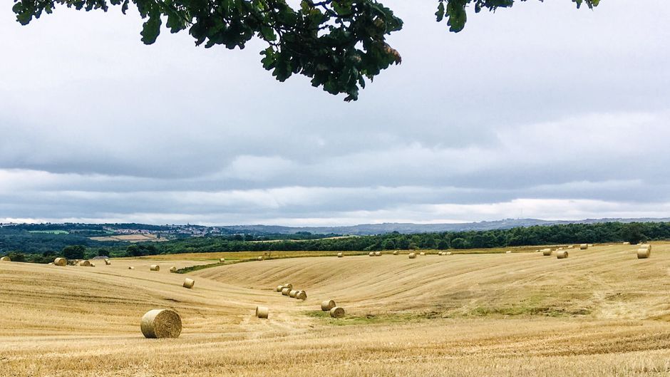 UK dry grass landscape summer heatwave