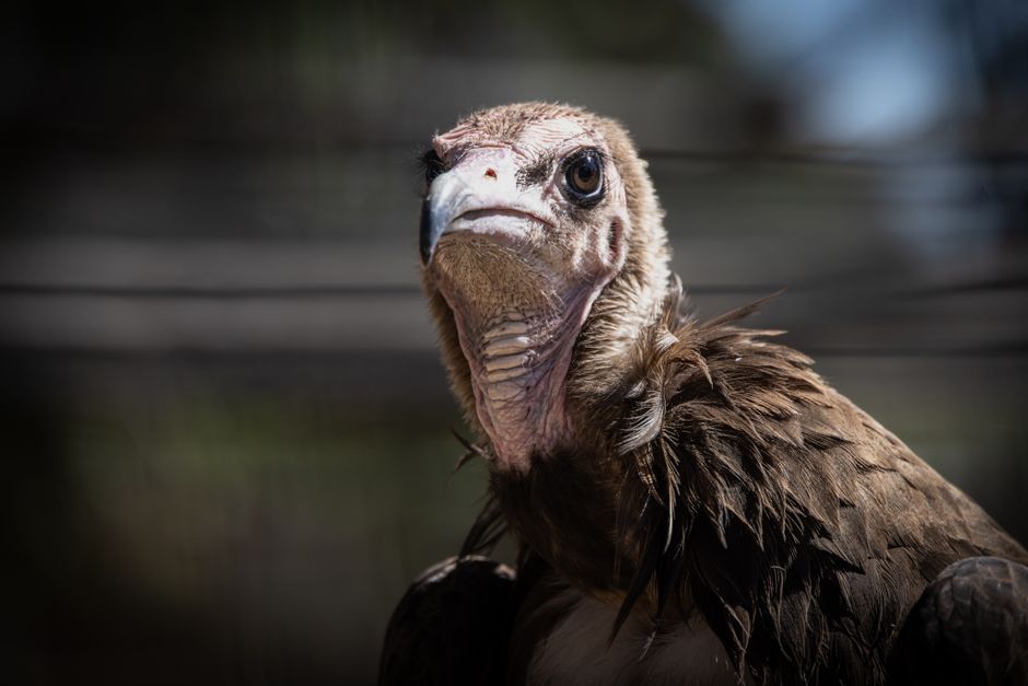African hooded vulture in natural habitat Nigeria
