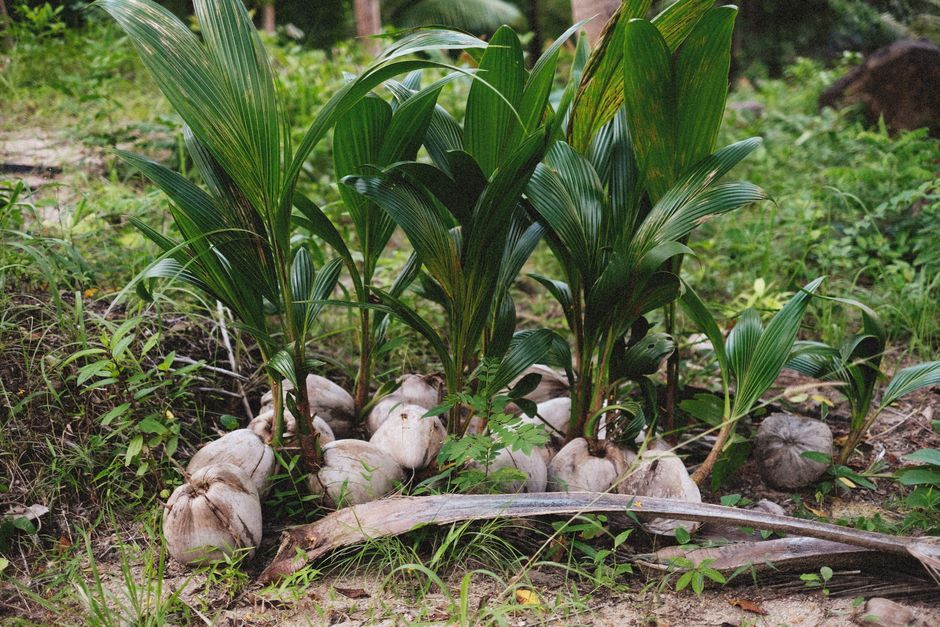 Thai coconut plantation agriculture