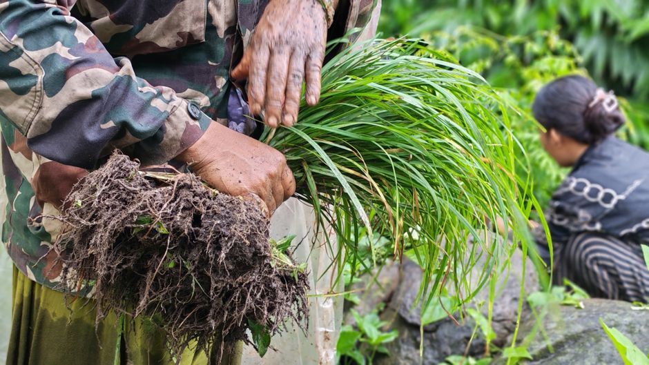 vetiver grass roots agricultural field Thailand