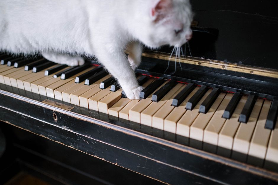 cat paw pressing piano key smart feeder