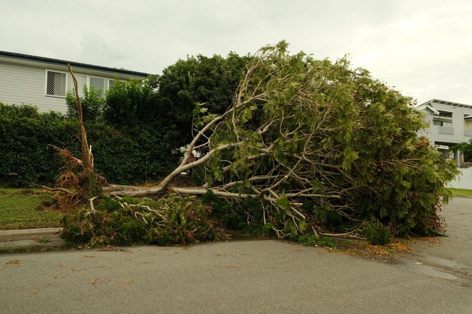 New York storm damage neighborhood street