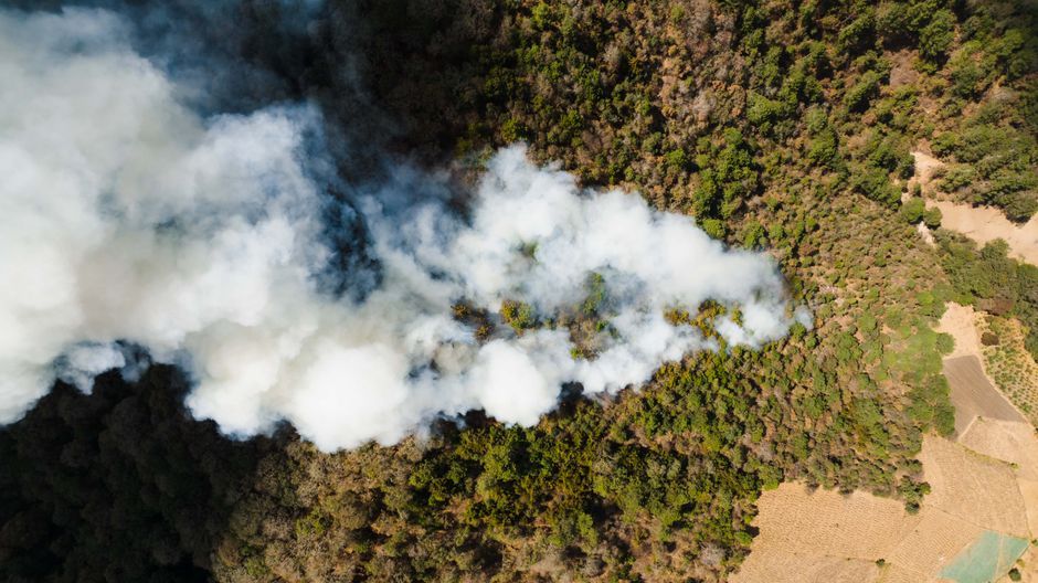 Indonesian peatland wildfire smoke forest