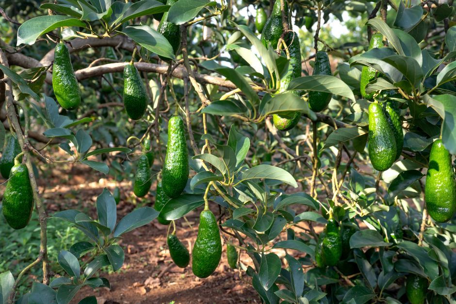 fresh avocado fruit agriculture