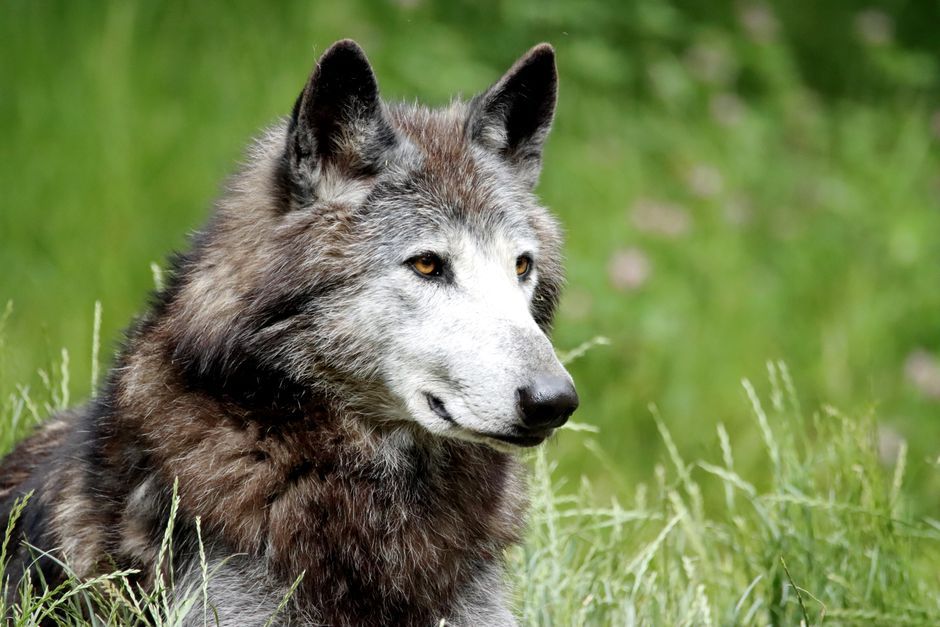 wild grey wolf wilderness landscape North America