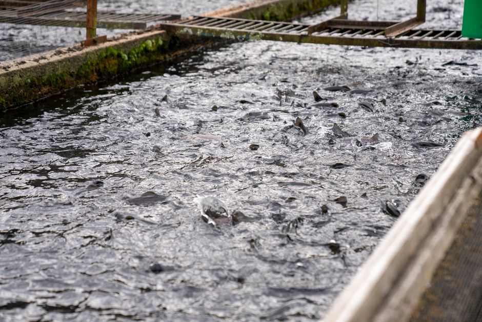 salmon fish aquaculture feed sustainable