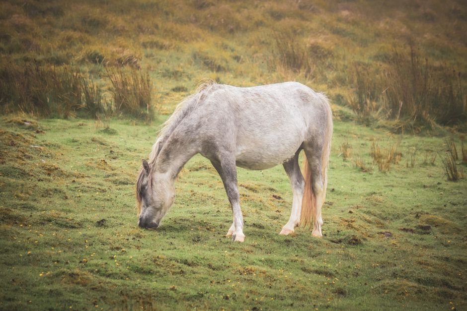 Wales countryside wildlife field nature
