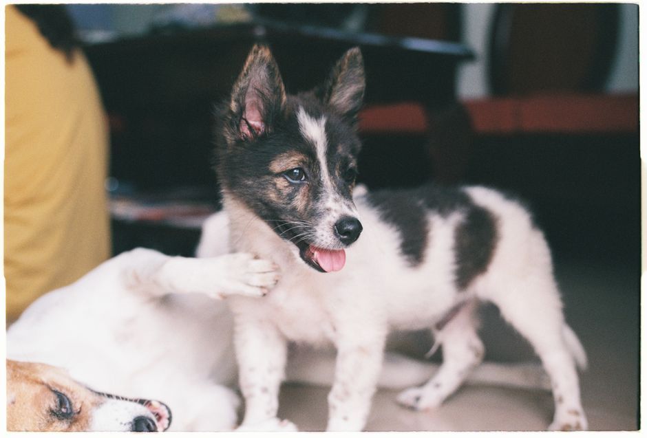 cute cat dog indoor Thailand