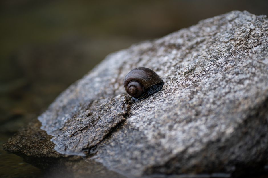 freshwater snail in tank greenhouse conservation research Wales