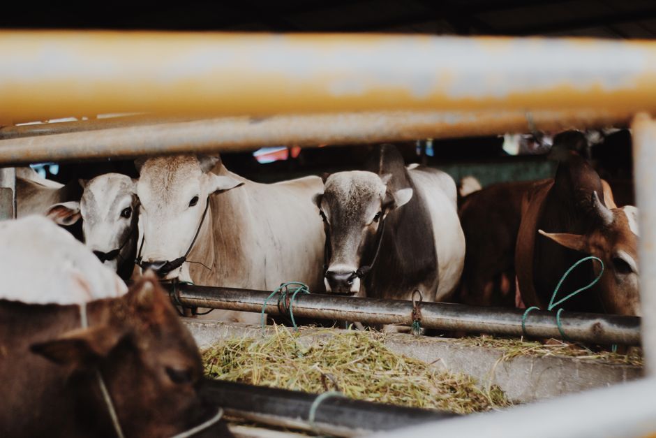 Thai beef cattle farm Sakon Nakhon