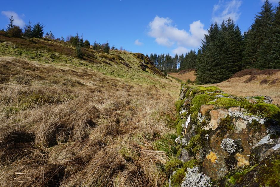 Scottish wildcat enclosure nature conservation Scotland