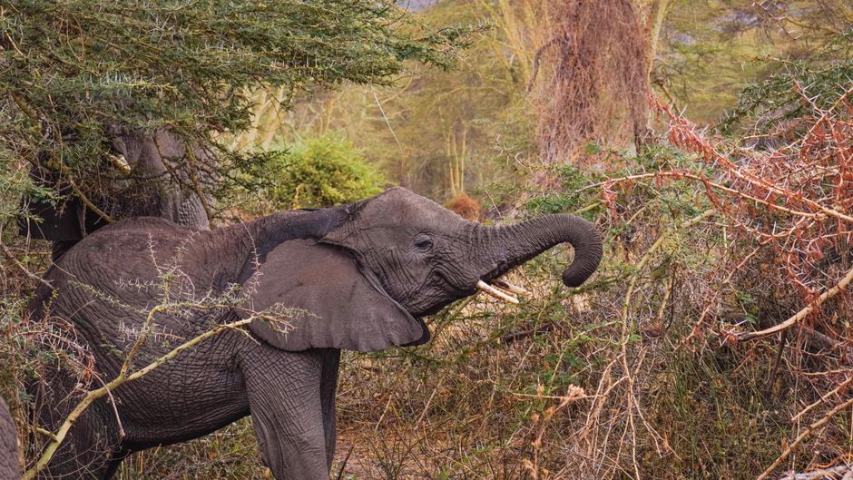 African elephant forest wildlife Kenya