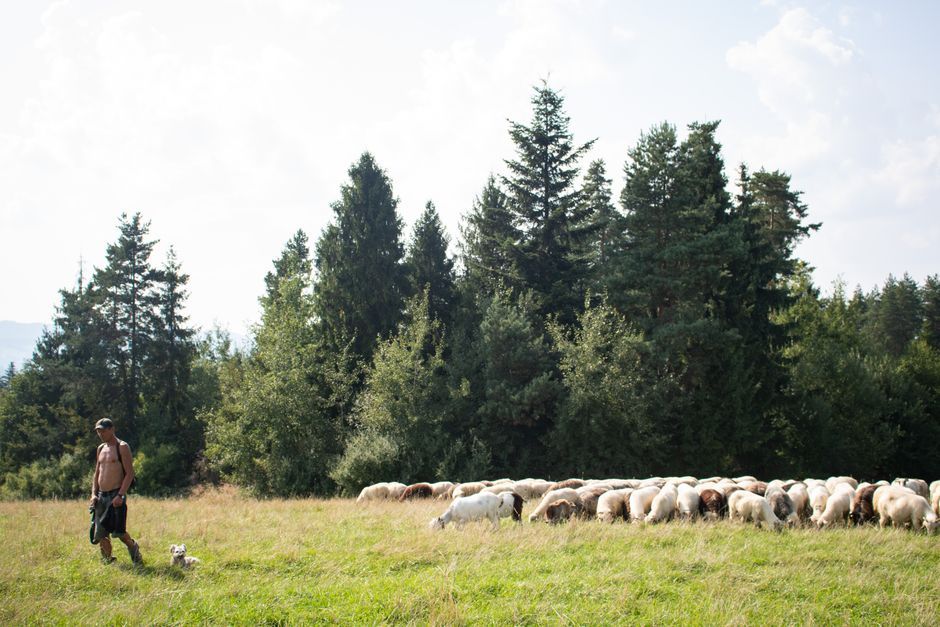 sheep dog herding trial competition field