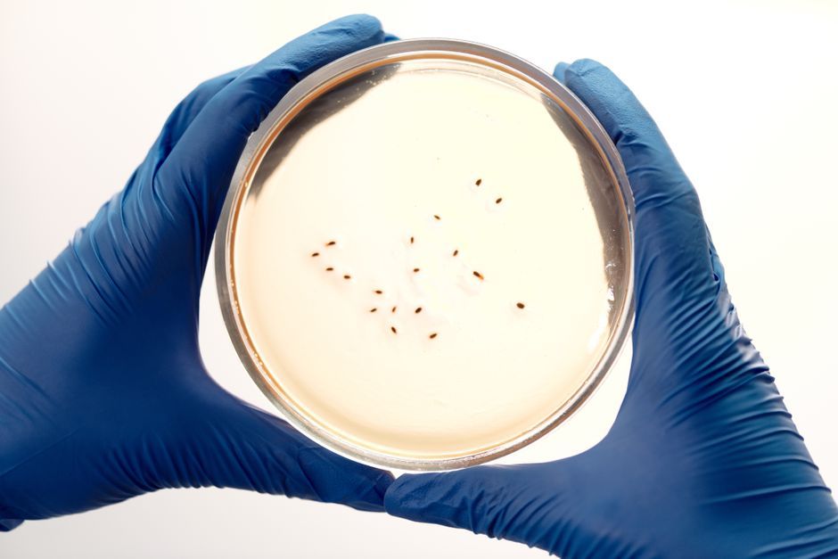 fruit fly larva science research
