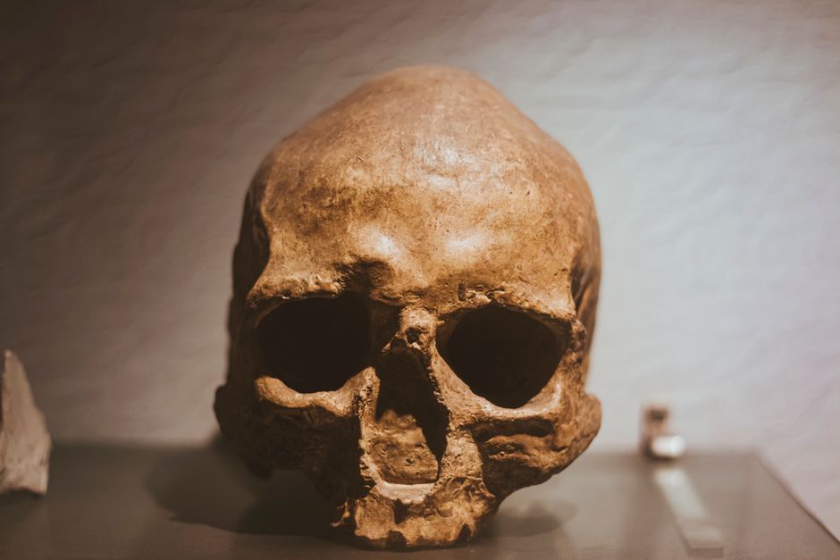 ancient human skull bone laboratory forensic analysis