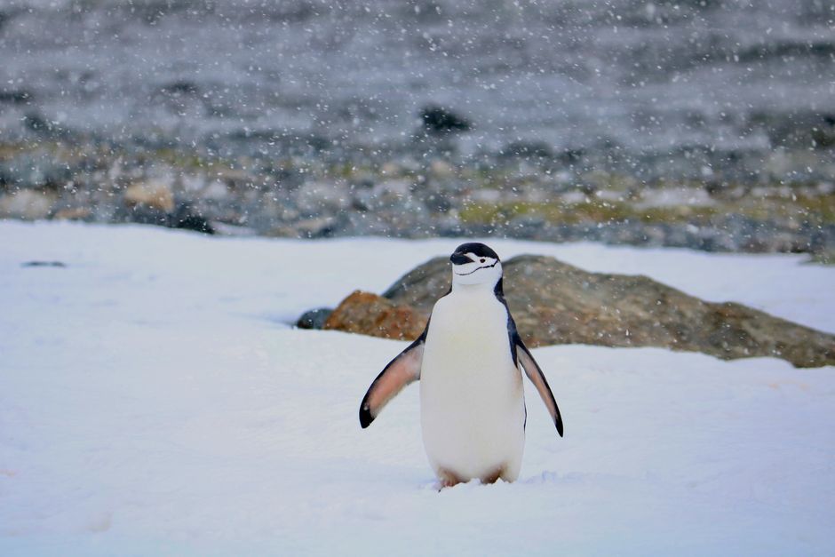 chinstrap penguins rocky terrain Antarctica wildlife