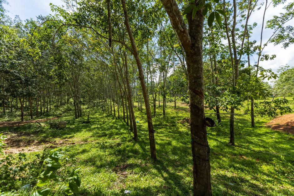 Thailand rubber tree plantation rural landscape