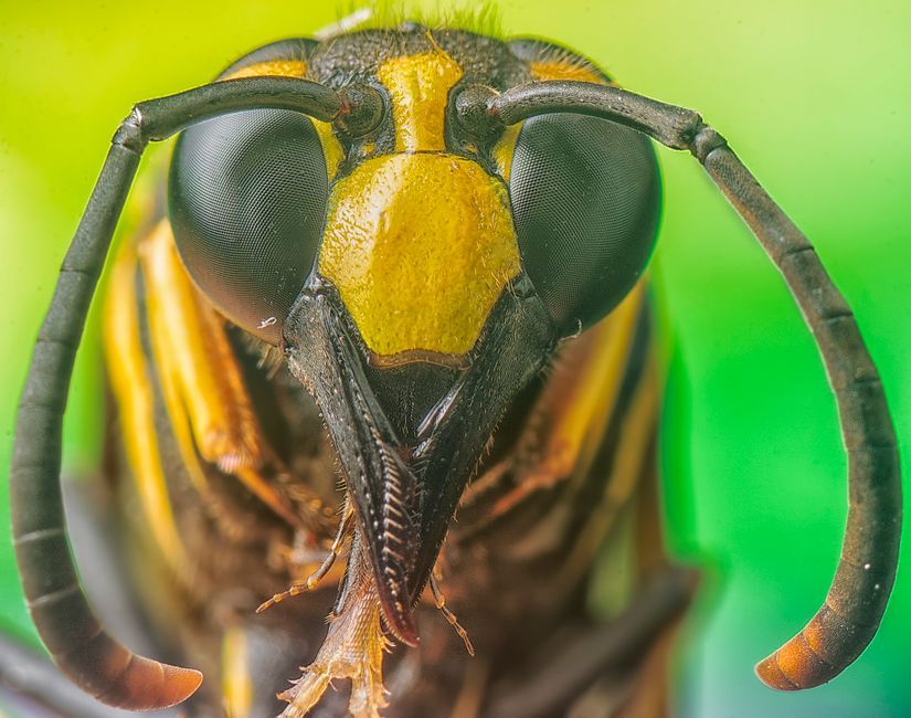 bee stinger microscopic valve mechanism