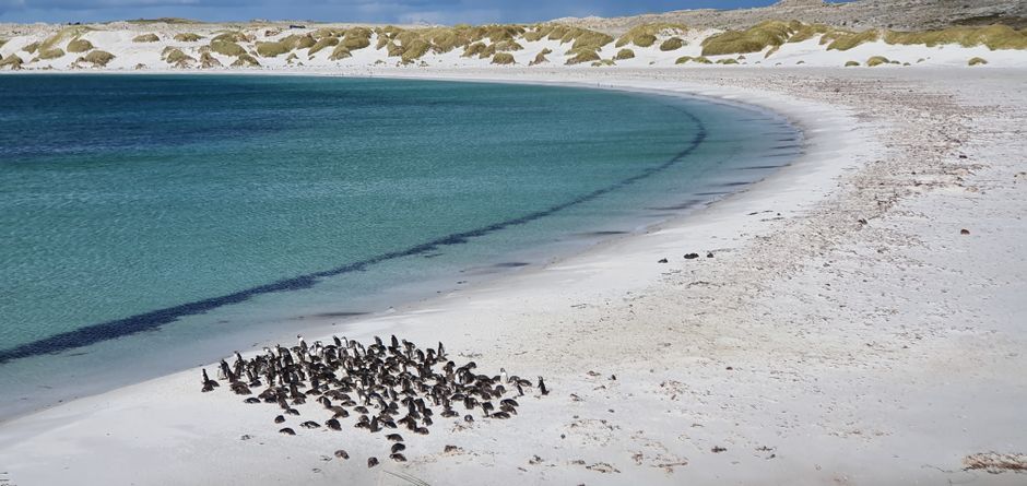 Falkland Islands coastline landscape ocean view