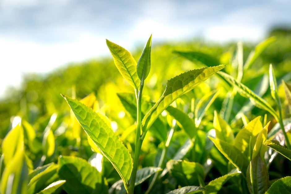 tea plant leaves close up Scotland farm