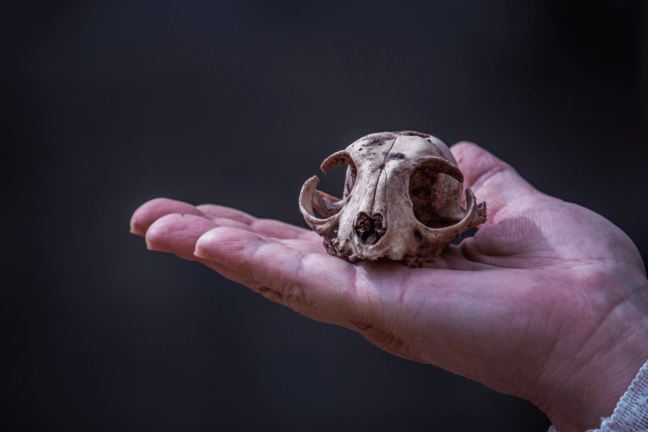 archaeologist studying ancient human skull fossil bone laboratory