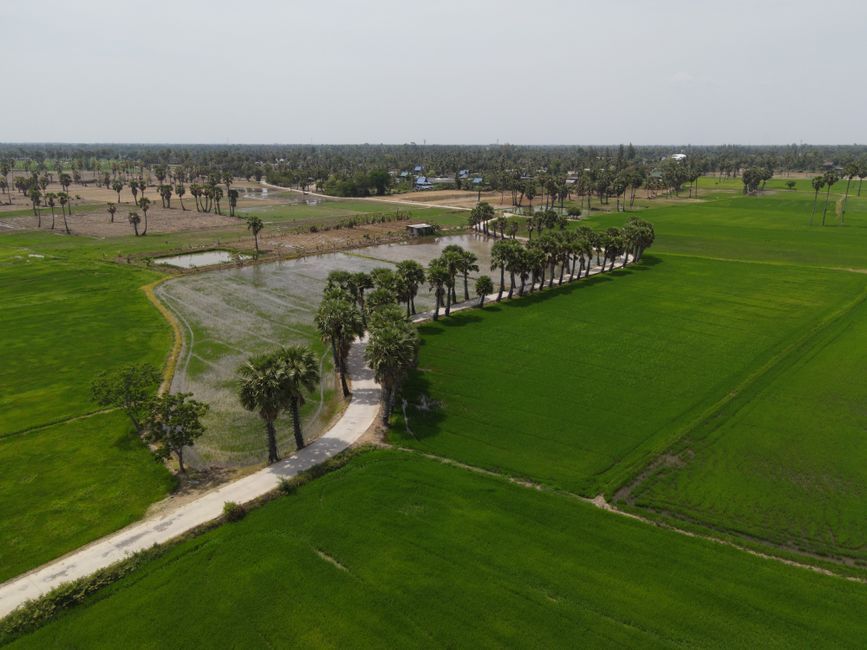 Thailand agricultural rice field landscape