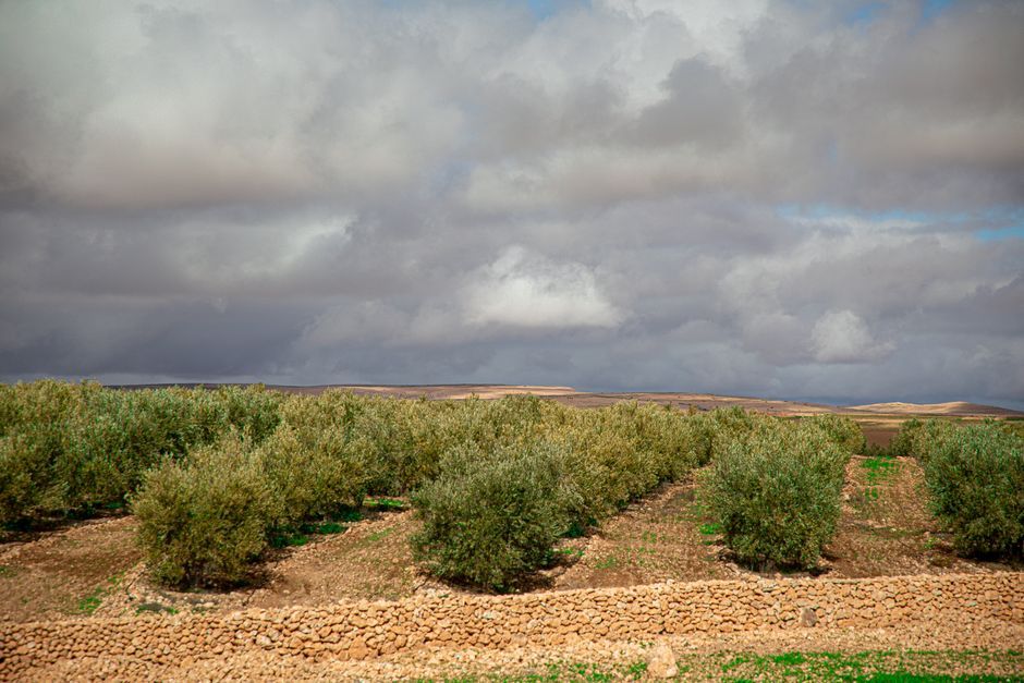 Palestinian olive farm agricultural land West Bank