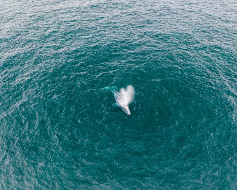 fin whale underwater drone shot ocean