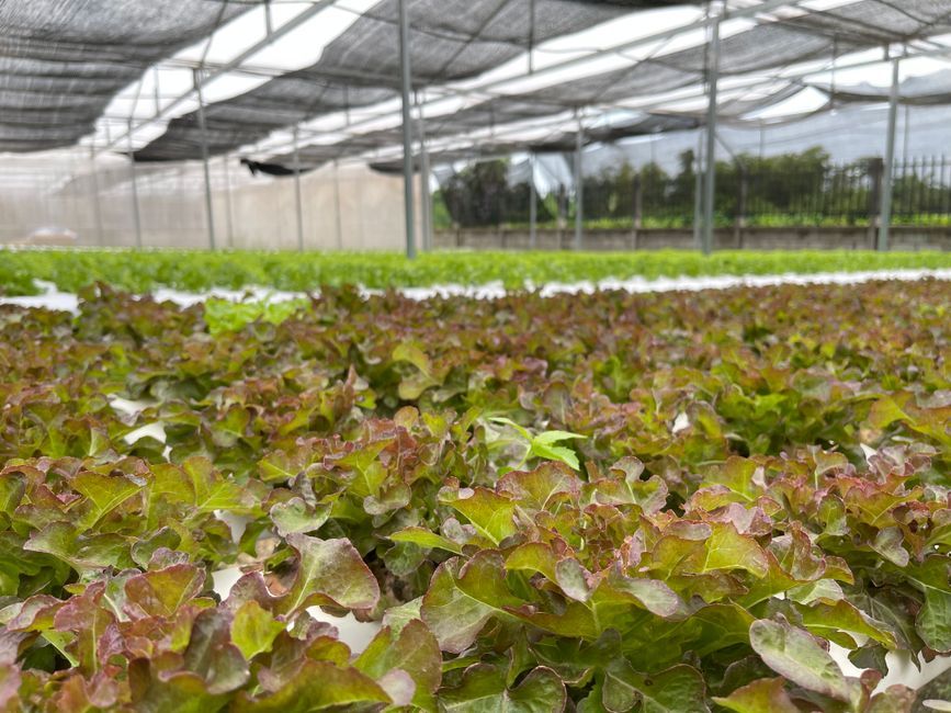 Thailand organic vegetable farm greenhouse