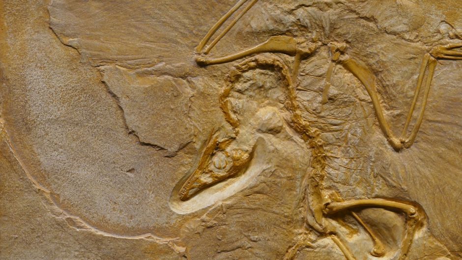 palaeontology fossil excavation site Montana