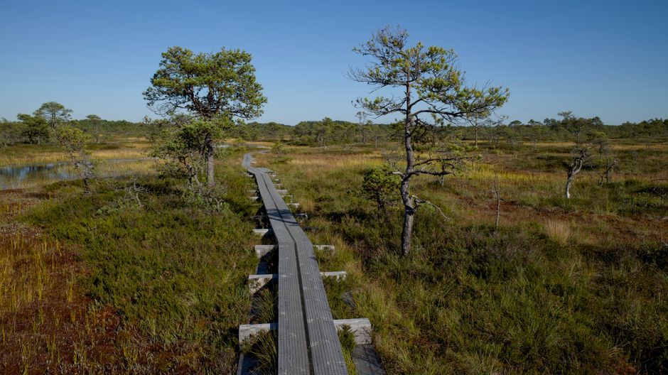 Wales peatland nature habitat conservation area