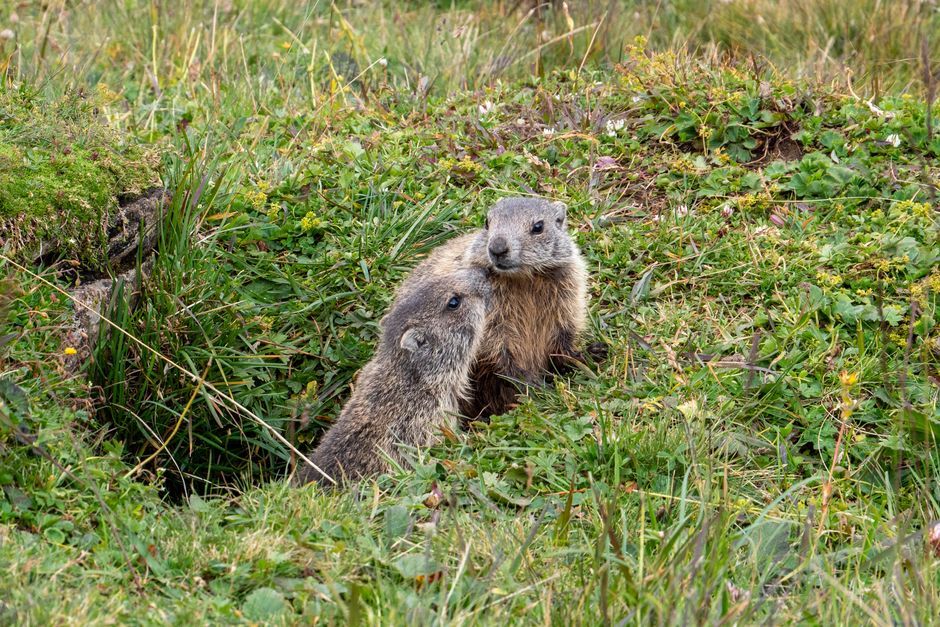 yellow bellied marmot burrow Colorado mountain meadow