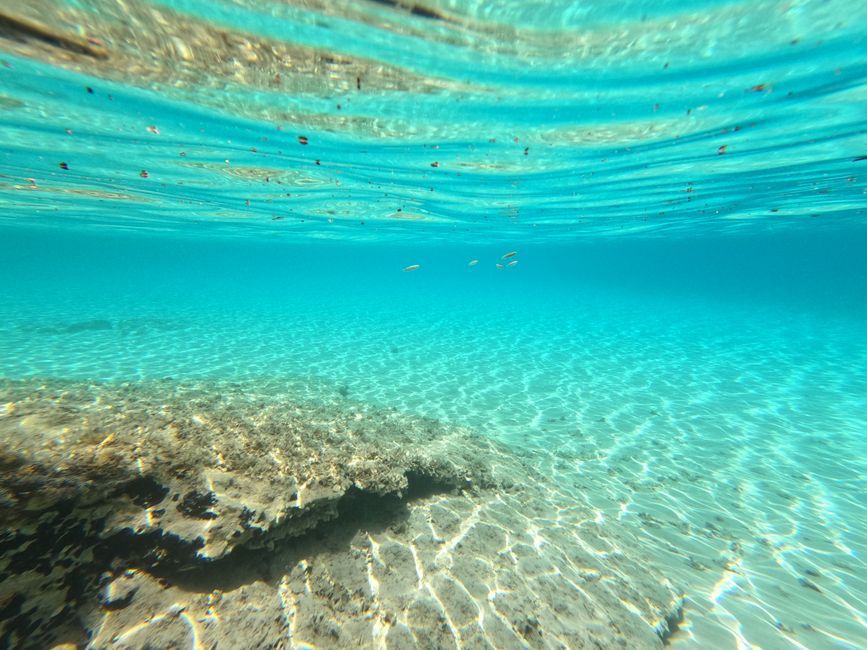 spain mediterranean seagrass underwater ecosystem