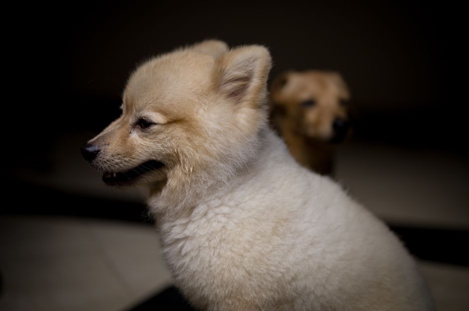 cute puppy dog companion