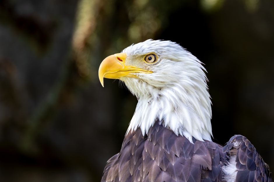bald eagle bird of prey wildlife